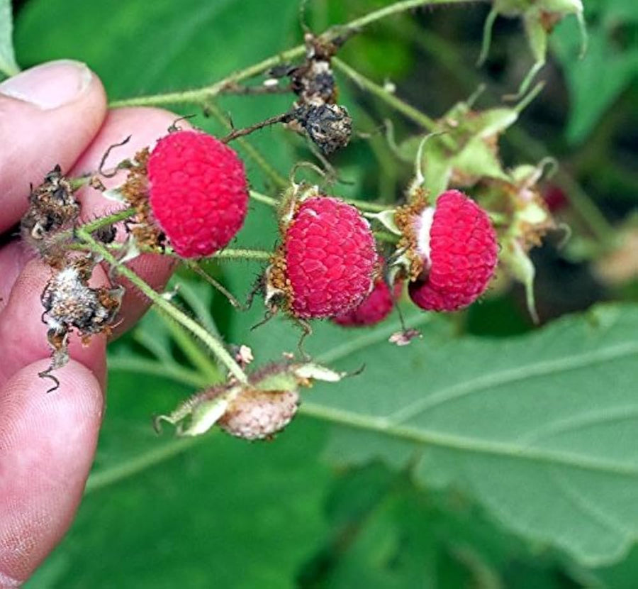 Raspberry Garden for planting in home garden.