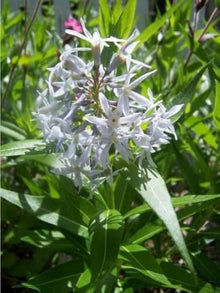 Shining Blue Star Seeds (Amsonia tabernaemontana) for seasonal color across the ornamental garden and perennial beds