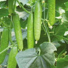 Eureka Cucumber Seeds (Cucumis sativus) for productive rows in the vegetable patch and home gardens