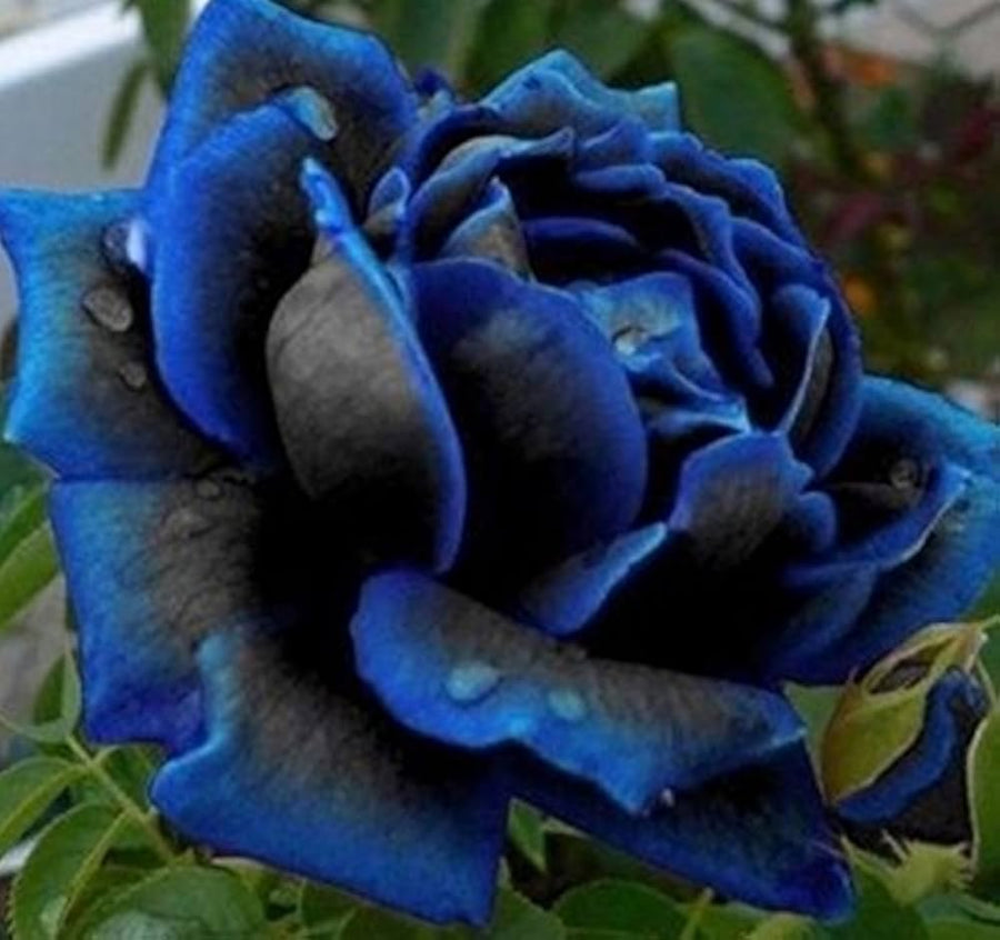 Rose Rosa Hybrida Midnight Supreme Flower Seeds for Planting – Great for Backyard Borders and Seasonal Displays