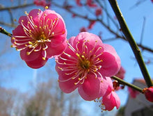 Plant Seeds (ARMENIACA mume) for growers seeking a long-blooming display