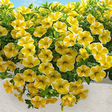 Petunia Lemon Slice Superbells Calibrachoa Purple Plant Seeds for growers wanting a homegrown harvest