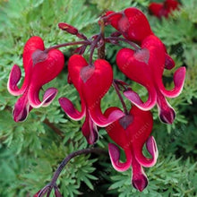 Dicentra Spectabilis Seeds for growers seeking a long-blooming display