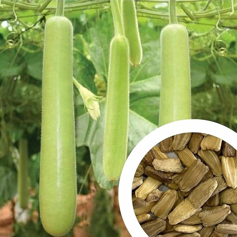 Bottle Use for planting in home garden.