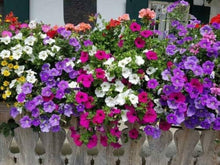 Dwarf Petunia Mix Seeds for a colorful addition to any planting