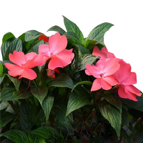 Scarlet Impatiens ��������� Impatiens walleriana ��������� for shade garden planting