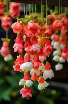 Go Go Yellow begonia Seeds (Begonia semperflorens) for growers filling out the indoor pots