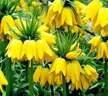 Yellow Imperial Crown Seeds known for stunning Yellow Flowers