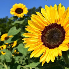 Sunflower Series Yellow Seeds valued for compact Sunflowers