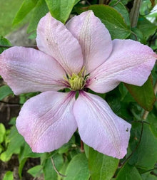 Multicolored Clematis Seeds (Clematis spp.) for vertical growth across the Climbing Garden