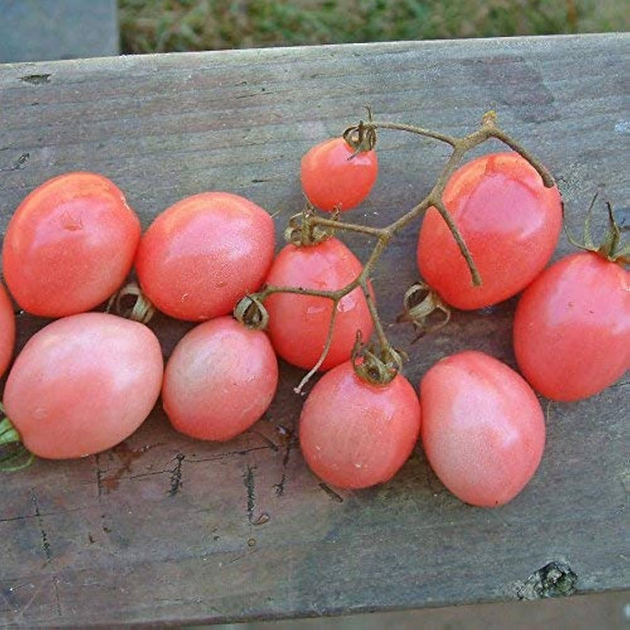 Thai Pink Egg Tomato Seeds for Unique, Sweet Garden Tomatoes