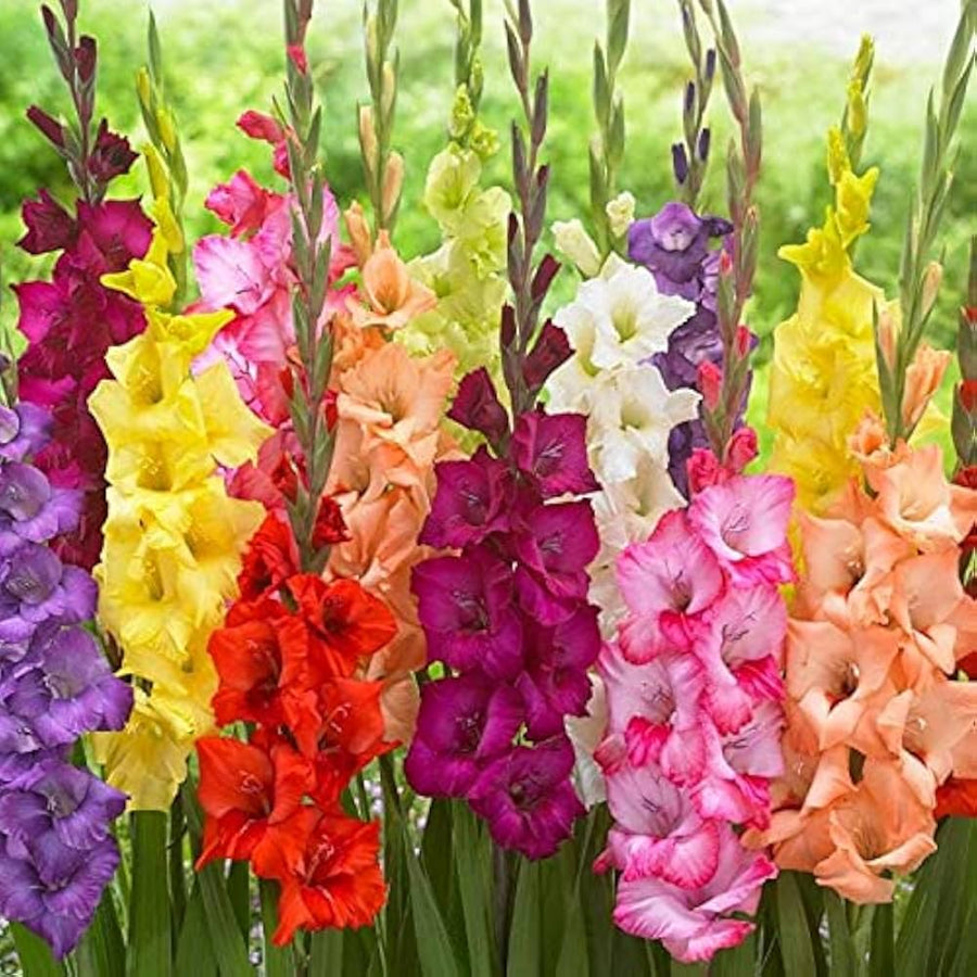Different Perennial Gladiolus Plant - for planting in home garden
