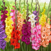 Gladiolus Seeds (Gladiolus trichonemifolius) for seasonal color across the home garden flower bed
