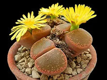 Lapidaria Margaretae Living Stones Seeds for a colorful addition to any planting