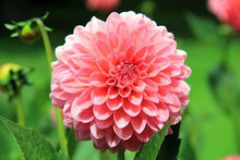 True Dahlia Seeds for gardeners building out beds and borders