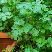 Coriander Plants for cooks growing their own fresh herbs