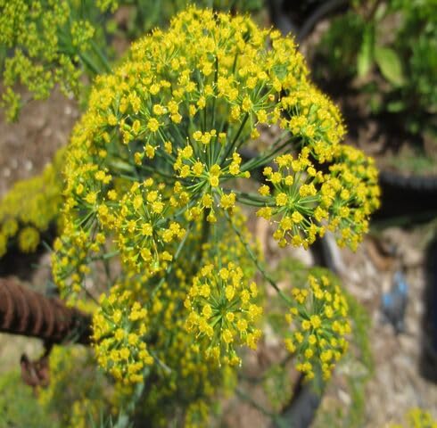Green Yellow Dill Boquet Plants for cooks growing their own fresh herbs