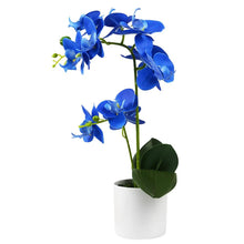 Hydroponic Phalaenopsis Orchid Plant Seeds for reliable seasonal color