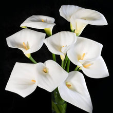 Andere: Calla Lily Bulbs (Calla kann) for a colorful addition to any planting