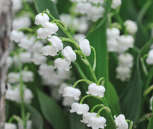 Lily of the Valley Convallaria Majalis flower Seeds for a bright addition to the shaded home garden beds and woodland settings