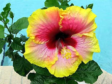 Hibiscus Hibiscus Rosa-Sinensis Seeds known for home Decorative Use