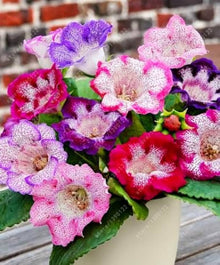 Gloxinia Seeds for a lasting addition to the landscape