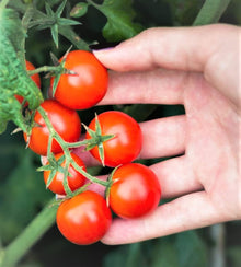 Cherry Tomato 5 Variety Mix Seeds (Solanum lycopersicum) for growers stocking the vertical garden and planting