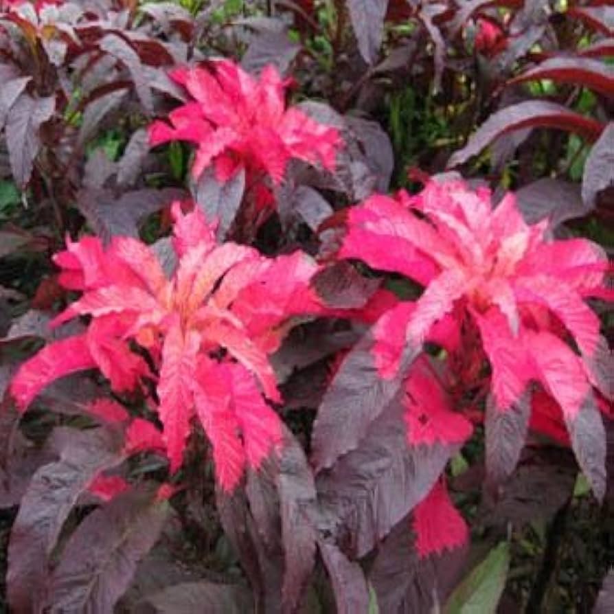 Early Splendor Amaranth (Amaranthus tricolor) for planting in garden