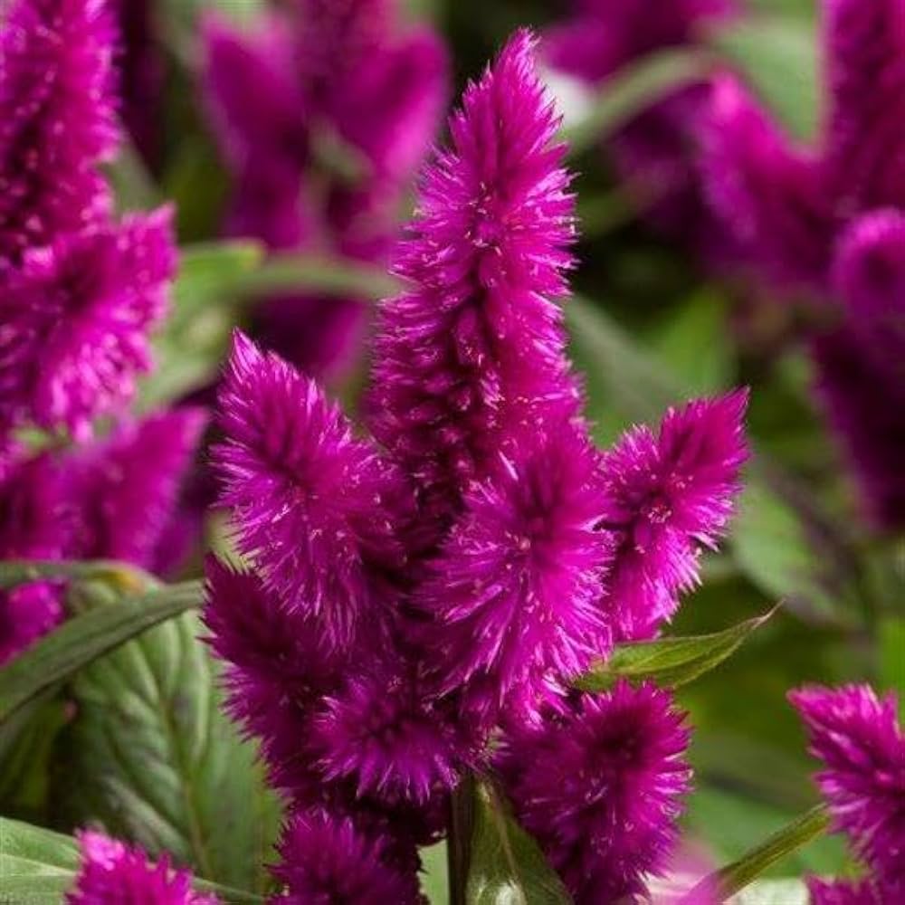 Celosia cristata hot pink frilly brain flower seeds for unique ornamental displays
