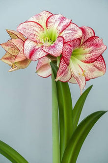 Yellow Sunrise Amaryllis Hippeastrum Bulbs for Planting in Flower Bed & Garden Seeds for growers filling out the Flower Bed & Garden
