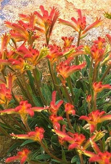 Kangaroo Paw Plants (Anigozanthos spp.) for seasonal color across the Flower Bed