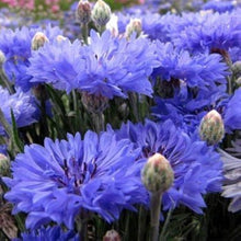 Bachelor Button Centaurea Cyanus High Mixed Seeds for growers filling out the Garden Pollinator Spaces