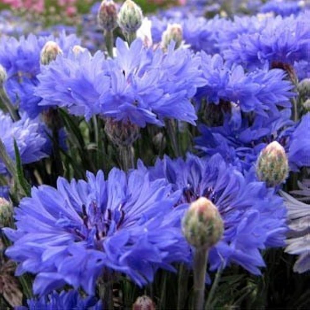 Tall White Bachelor Button ��������� Centaurea cyanus ��������� for planting in home garden