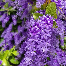 Light Purple Rainfarn Seeds for seasonal color across the Garden