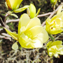 Magnolia Magnolia Denudata Yellow Seeds for a lasting display in the Garden Outdoor Landscaping