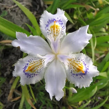 Iris Iris Germanica Mixed Colors Seeds for colorful blooms in the Garden Spring Displays