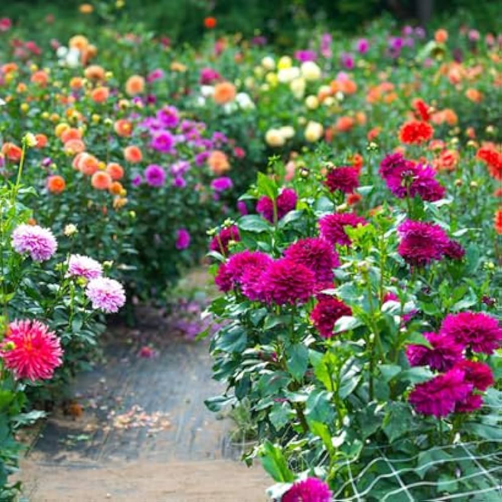Mini Dahlia bonsai flower seeds for natural growth in gardens