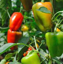 Peperone Dolce California Wonder Seeds prized for sweet, Heirloom Peppers