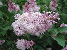 Syringa Villivosa Lilac Seeds (Syringa spp.) for seasonal color across the Garden