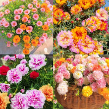 New Imported Wood Moss Seeds et  Ornamental Garden Plant for Home Gardening