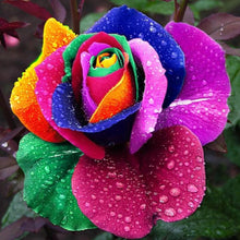 Holland Rose Seeds for seasonal color across the Cut Gardens
