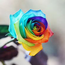 Rose Seeds (Rosa hybrida) for growers filling out the vertical garden or backyard landscaping