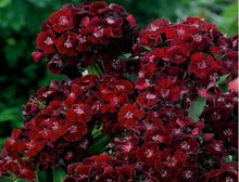Dianthus Dunetti Seeds for reliable seasonal color