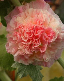 Double Orange Hollyhock Seeds (Alcea rosea) for a homegrown harvest from the Flower Bed & Garden