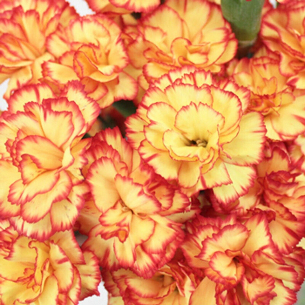 Orange Carnation Dianthus caryophyllus for planting in flower bed