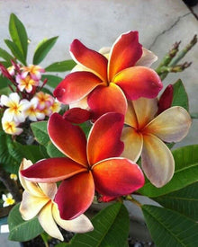 Orangen Plumeria Seeds (Plumeria spp.) for a lasting display in the Tropical Garden