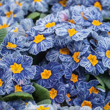 Primrose Primula Malacoides Rare Seeds for gardeners building out beds and borders