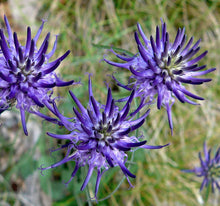 Phyteuma Scheuchzeri Horned Rampion Seeds for a bright addition to the Alpine Gardens