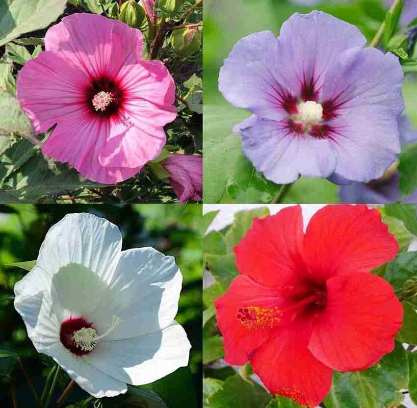 Rose Rosa Hybrida Chinese Mix Seeds for a lasting display in the Garden Ornamental Landscaping