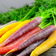 Lunar White Carrot Seeds for a productive addition to the vegetable patch